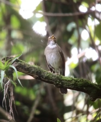 White-throated Thrush (Turdus assimilis), photo 3
