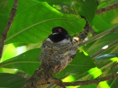 Platysteira peltata peltata
