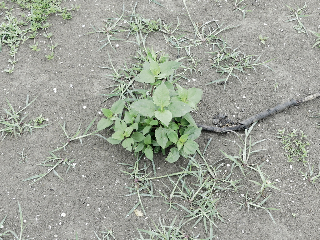 Sumpweed