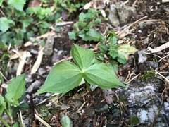 Trillium tschonoskii