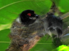 Platysteira peltata peltata