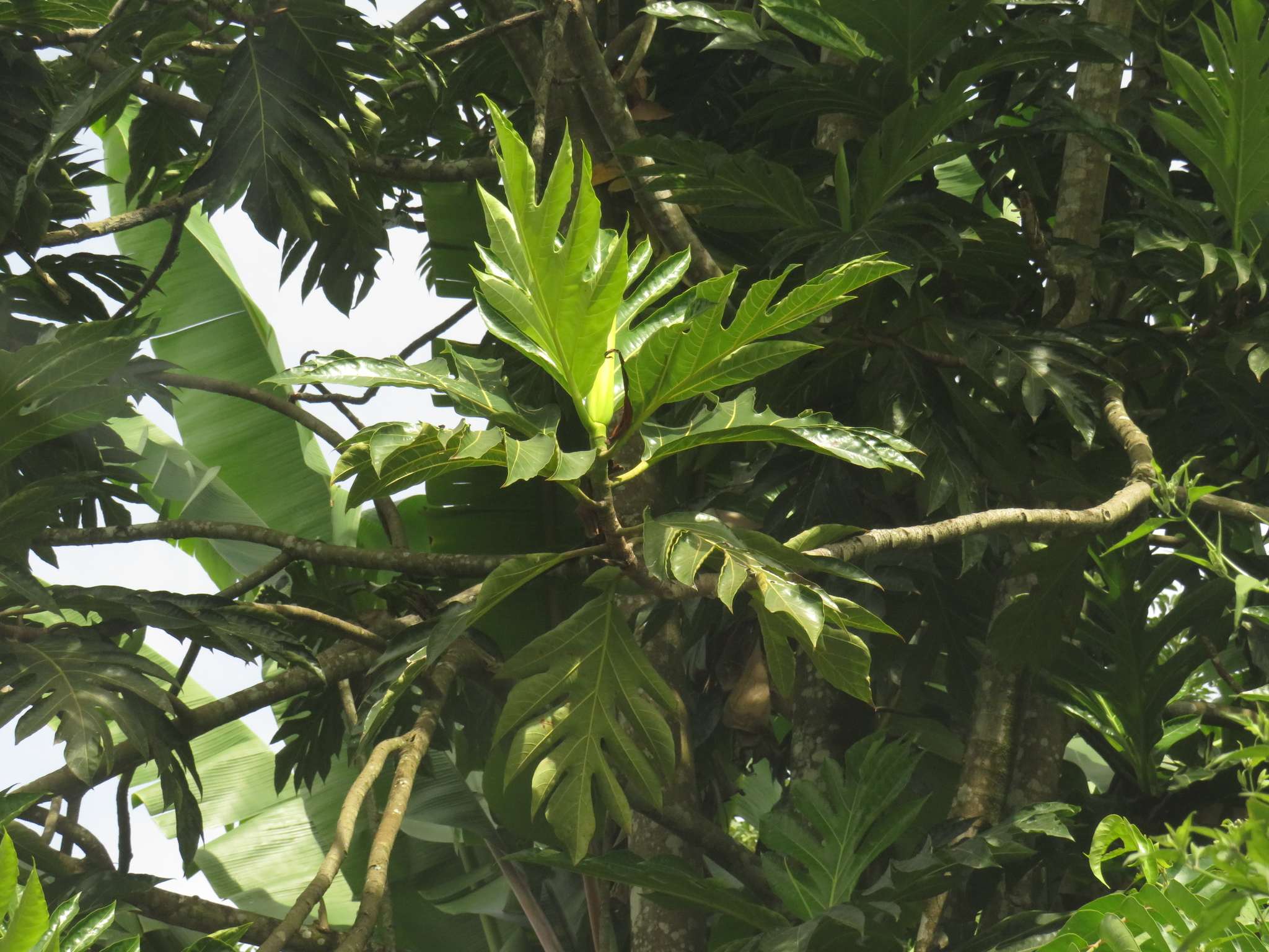 Artocarpus altilis