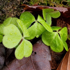 Oxalis