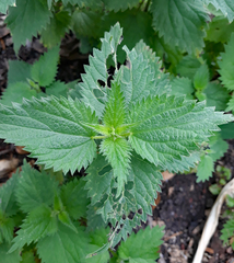 Urtica dioica dioica