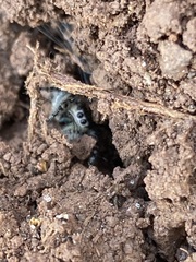 Phidippus phoenix