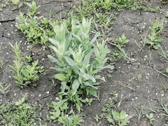 Eustoma russellianum