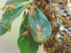 Polistes cubensis