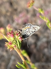 Euphilotes bernardino bernardino