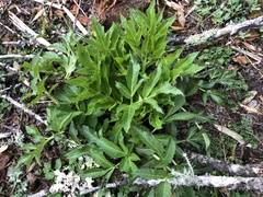 Angelica pubescens