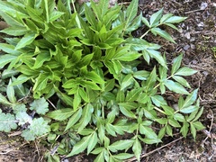 Angelica pubescens