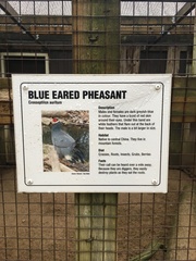 Crossoptilon auritum