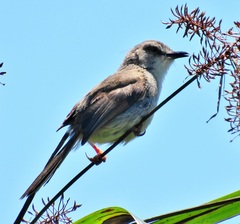 Prinia subflava pondoensis