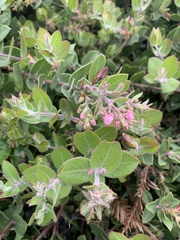 Arctostaphylos cruzensis