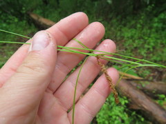 Carex texensis