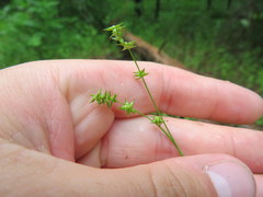 Carex texensis