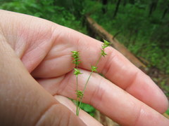 Carex texensis