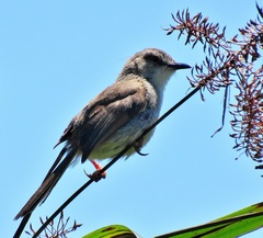 Prinia subflava pondoensis