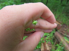 Carex texensis