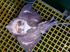 Amblyraja hyperborea