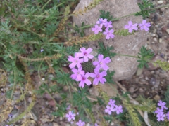 Glandularia venturii