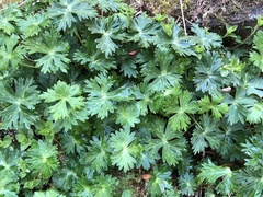 Aconitum fukutomei