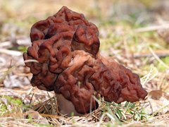 Gyromitra esculenta image