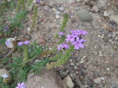 Glandularia venturii