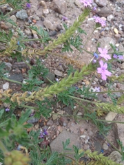 Glandularia venturii