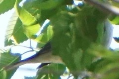 Setophaga pensylvanica