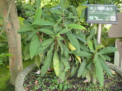 Ardisia kusukuensis