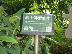 Ardisia kusukuensis