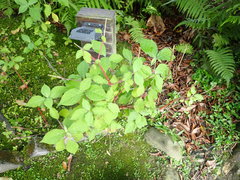 Achyranthes splendens rotundata