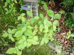 Achyranthes splendens rotundata