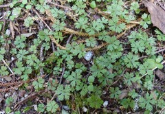 Hydrocotyle dissecta