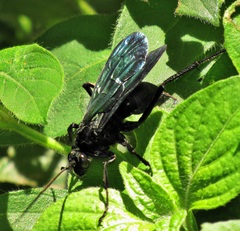 Batozonellus fuliginosus