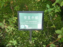 Achyranthes splendens rotundata