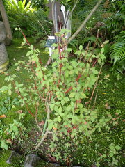 Achyranthes splendens rotundata