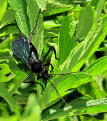 Batozonellus fuliginosus