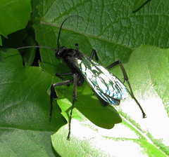 Batozonellus fuliginosus