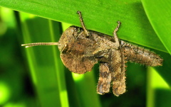 Abisares viridipennis