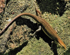 Trachylepis varia