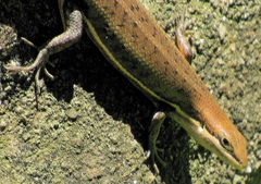 Trachylepis varia