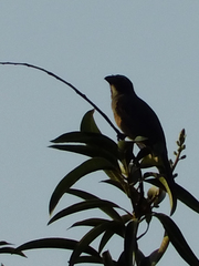 Saltator grandis