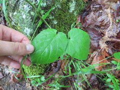 Matelea carolinensis
