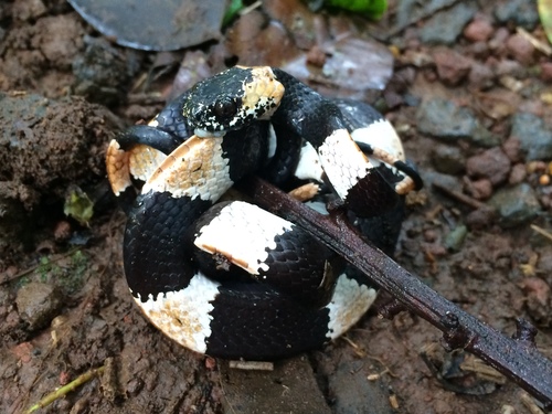 Photo of a Two-colored Snail-eater (Dipsas bicolor)