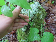 Matelea carolinensis