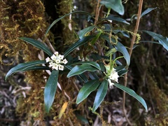 Daphne arisanensis