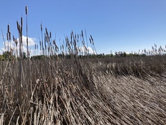 Typha × glauca