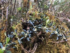 Daphne arisanensis