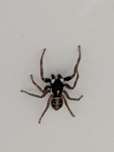 Half-edged Wall Jumping Spider photo 5